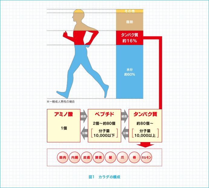 図1 カラダの構成