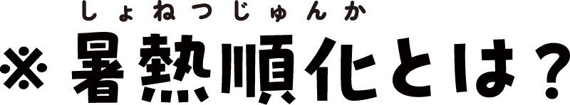 暑熱順化（しょねつじゅんか）とは？